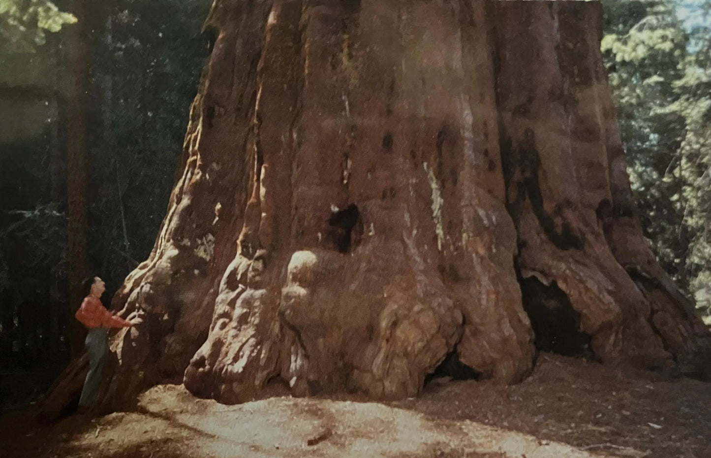 Washington Tree in the Giant Forest of Sequoia National Park, California - Vintage National Park Postcard