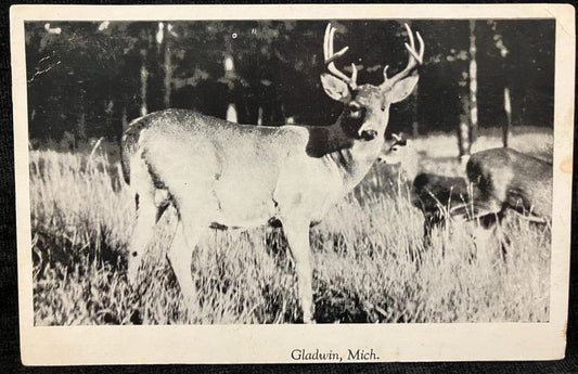 RPPC - 8 point buck in Gladwin, Michigan - Vintage Wildlife Postcard