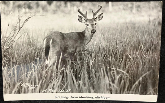 RPPC - Greetings from Munising, Michigan - In the Velvet - 1939 L. L. Cook Co. - Vintage Wildlife Postcard