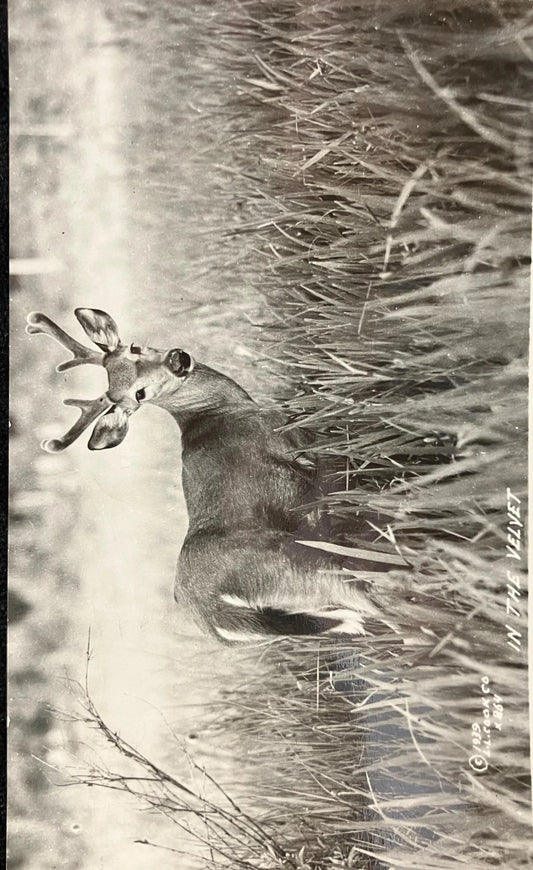 RPPC - Greetings from Munising, Michigan - In the Velvet - 1939 L. L. Cook Co. - Vintage Wildlife Po