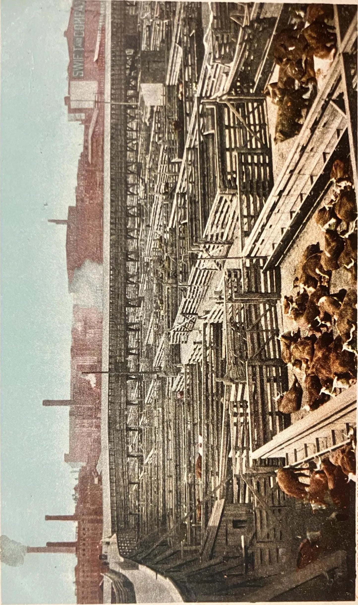 Stock Yards, Chicago, Illinois - Copyright, 1902, By Detroit Photographic Co. - Vintage Postcard