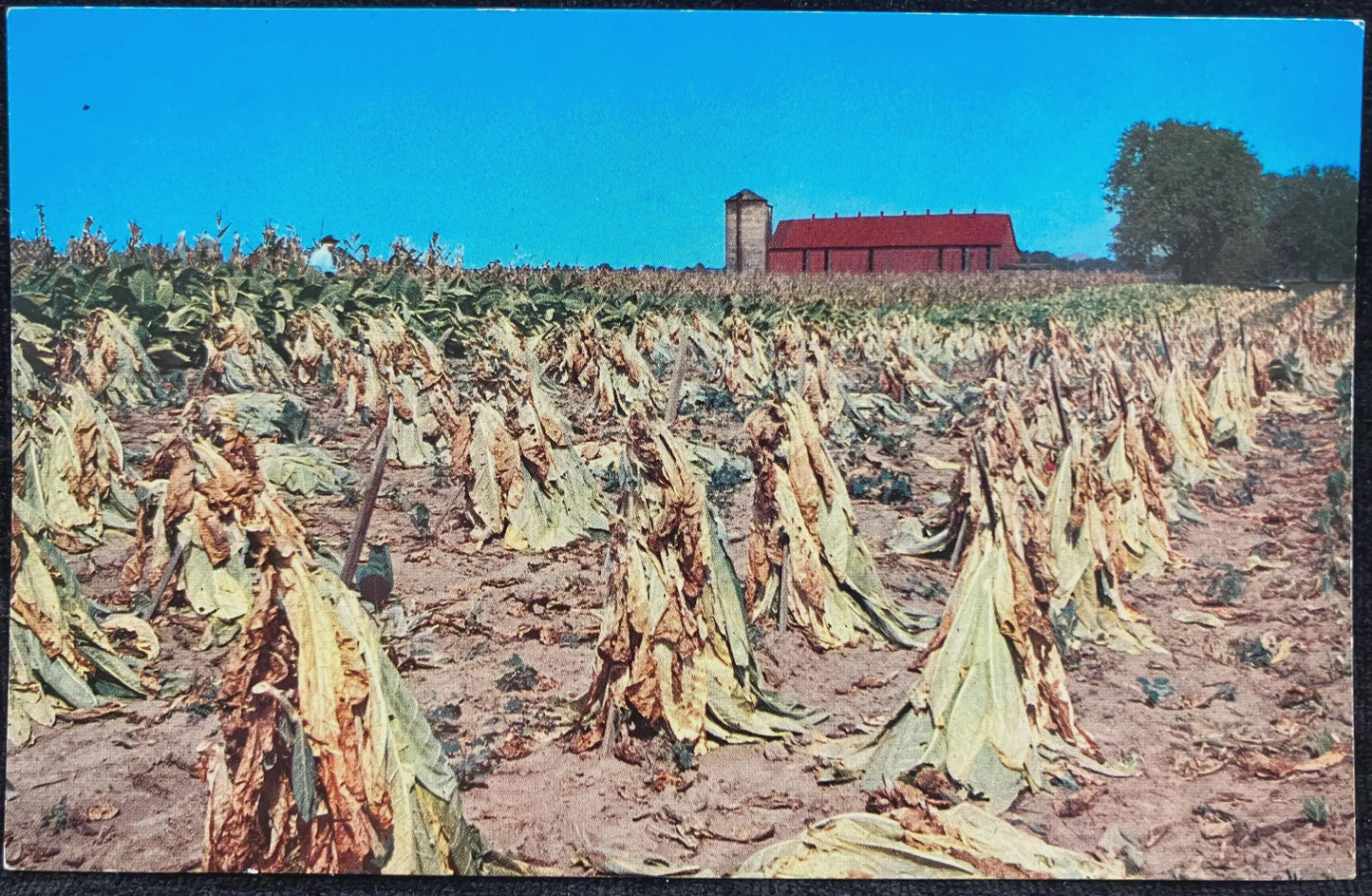 Tobacco Harvest - California - Vintage Postcard