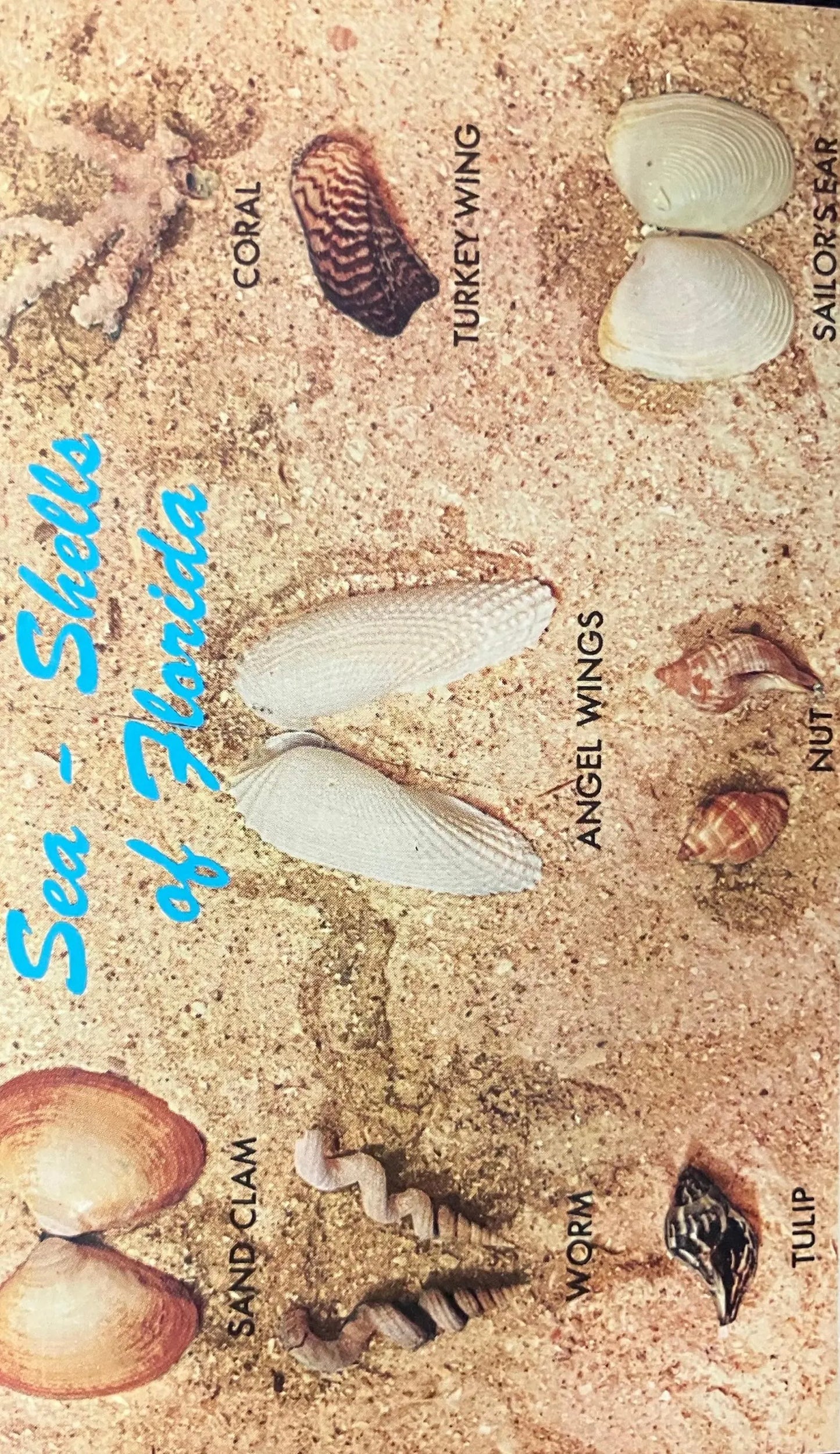 Sea-Shells of Florida - A Fine Sea-Shell Collection - Vintage Postcard