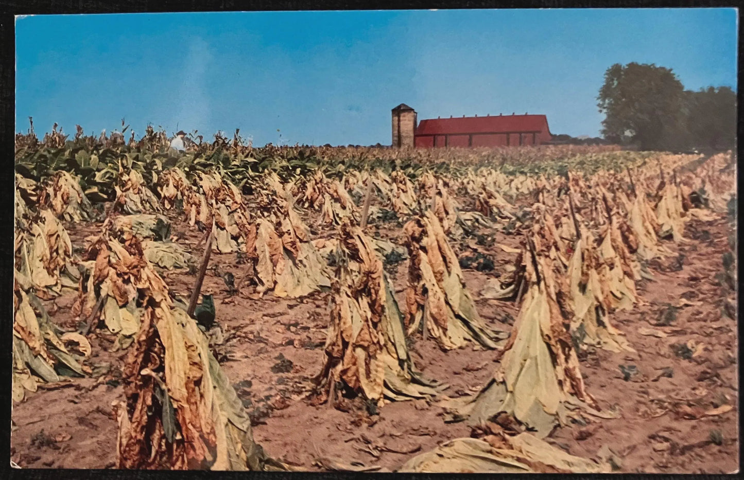 Tobacco Harvest - California - Vintage Farming Postcard
