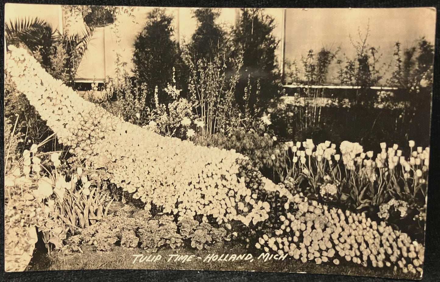 Tulip Time - Holland, Michigan - Vintage Postcard