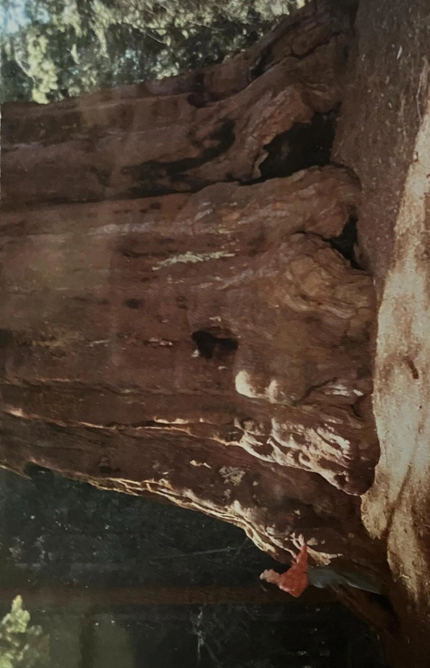 Washington Tree in the Giant Forest of Sequoia National Park, California - Vintage National Park Postcard