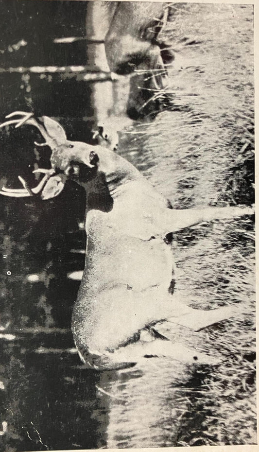 RPPC - 8 point buck in Gladwin, Michigan - Vintage Wildlife Postcard