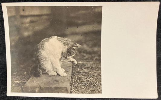 Farm Cat Photo from 1910s - Cat Grooming Itself RPPC - Vintage Animal Postcard
