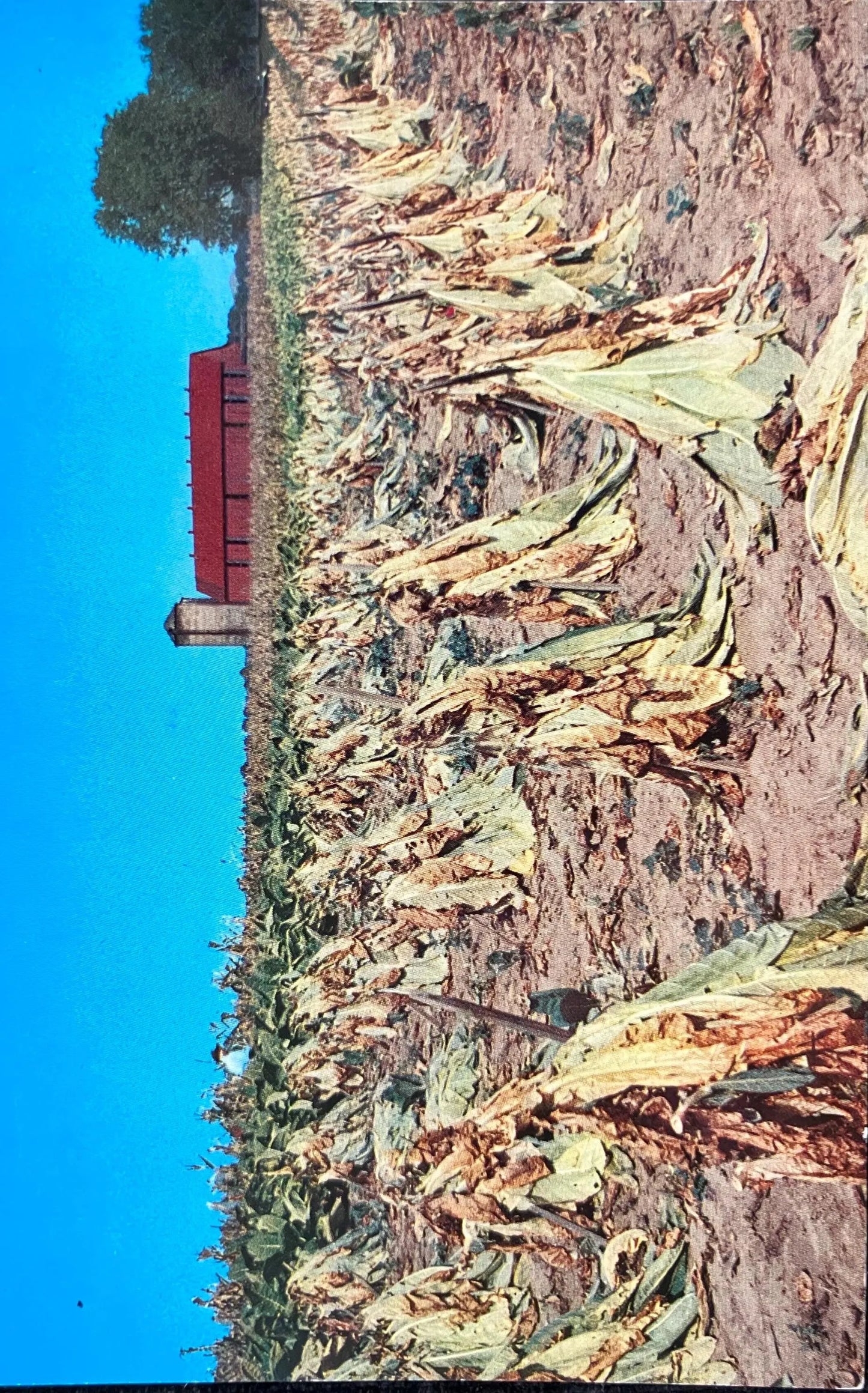 Tobacco Harvest - California - Vintage Postcard