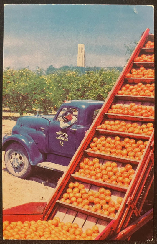 Loading Fruit at Waverly, Florida, Bok Singing Tower in Distance - Vintage Postcard