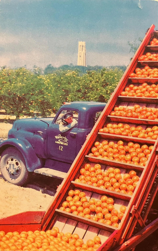 Loading Fruit at Waverly, Florida, Bok Singing Tower in Distance - Vintage Postcard