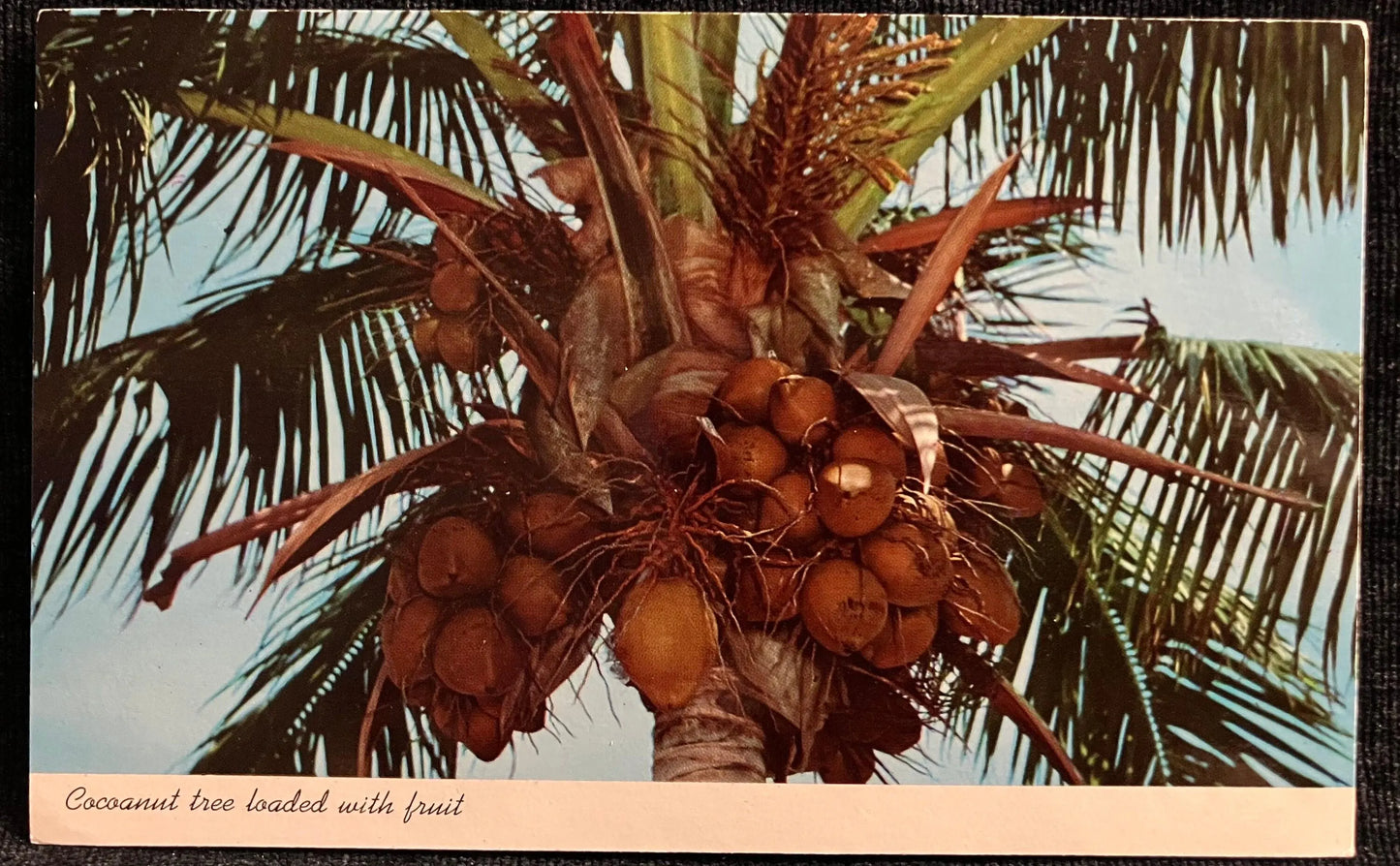 Coconut Tree Loaded with Fruit - Florida - Vintage Tropical Postcard