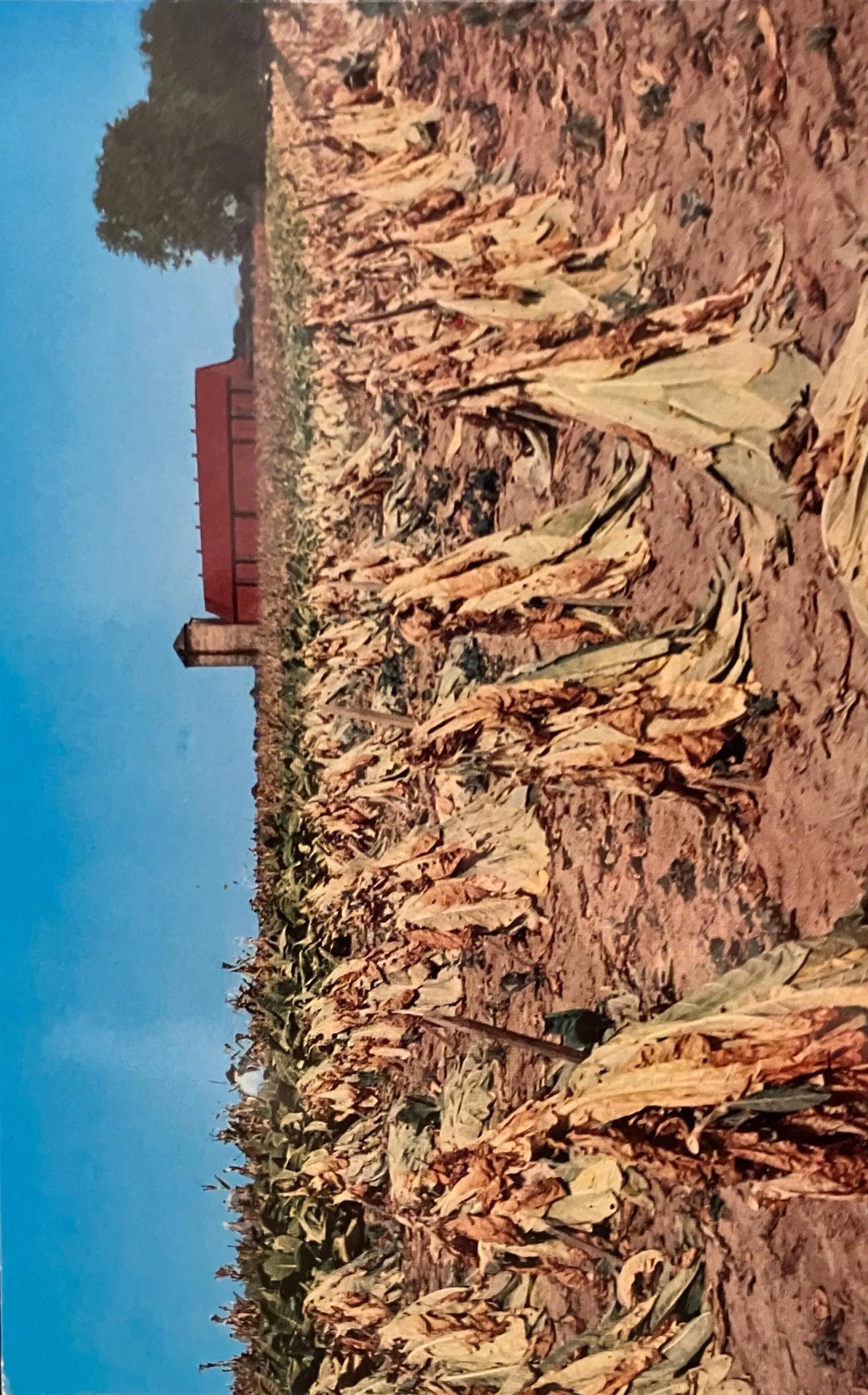 Tobacco Harvest - California - Vintage Farming Postcard