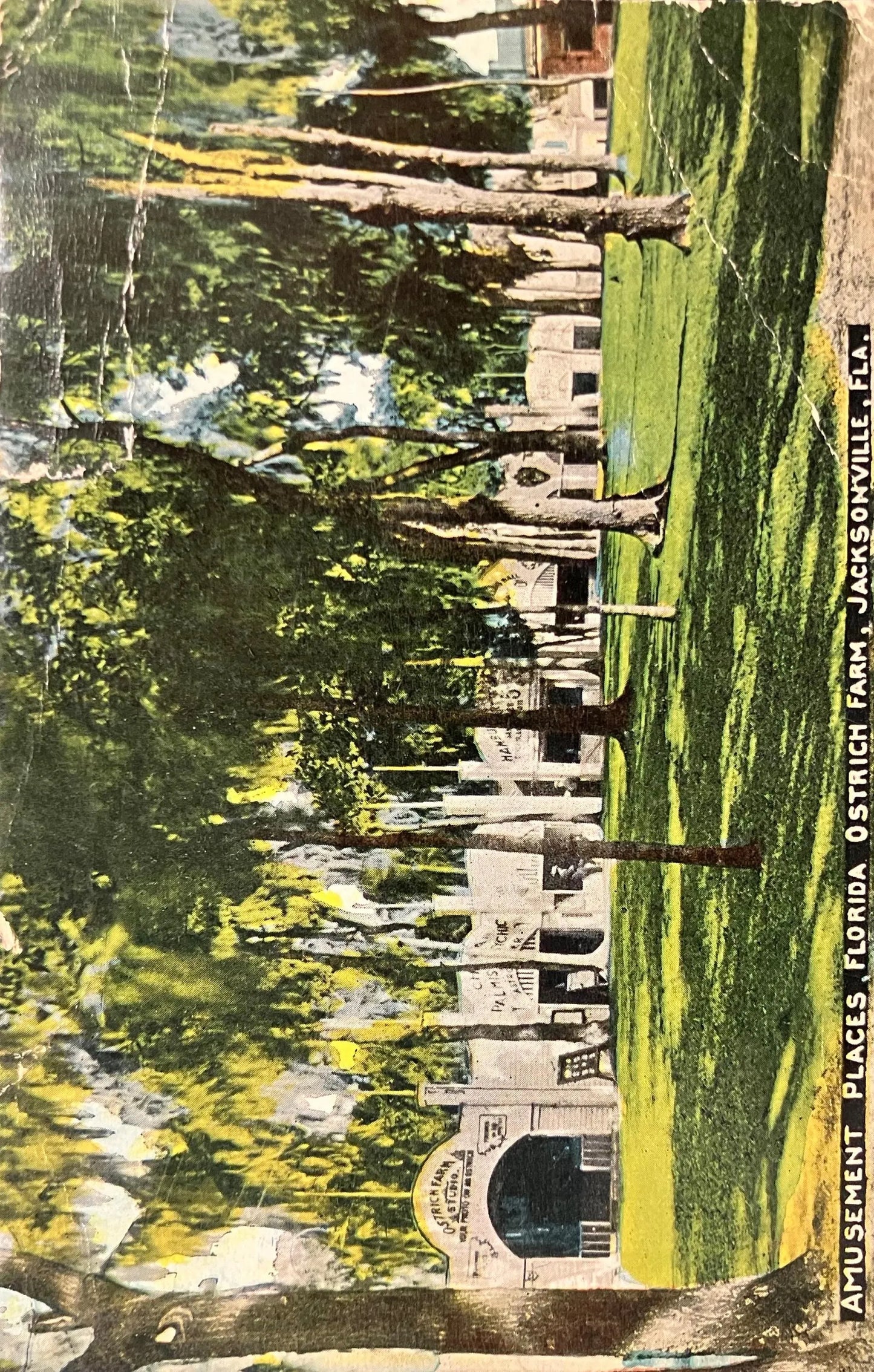Amusement Places, Florida Ostrich Farm, Jacksonville, Florida - Vintage Farm Postcard