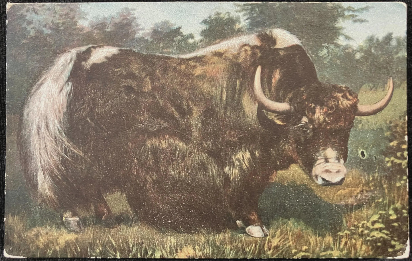 Musk Ox in Northern Canada - Vintage Postcard