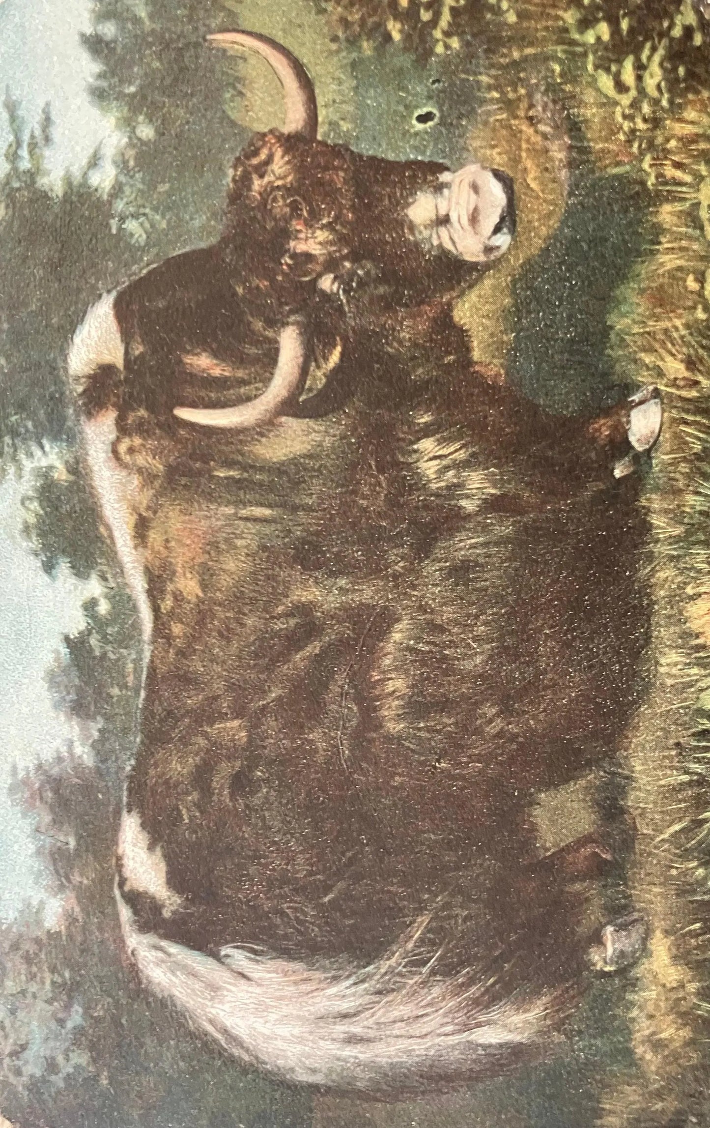Musk Ox in Northern Canada - Vintage Postcard
