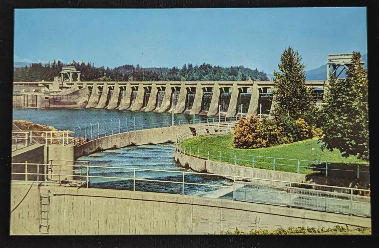 Fish Ladder and Bonneville Dam, Oregon - Vintage 1950s Postcard