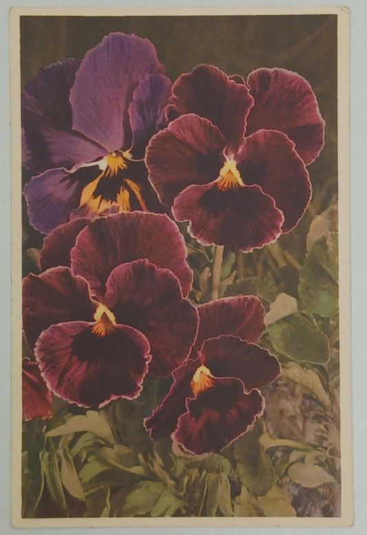 Violet Pansies - Vintage Thor E. Gyger of Adelboden - Viola tricolor 1079 - 1948