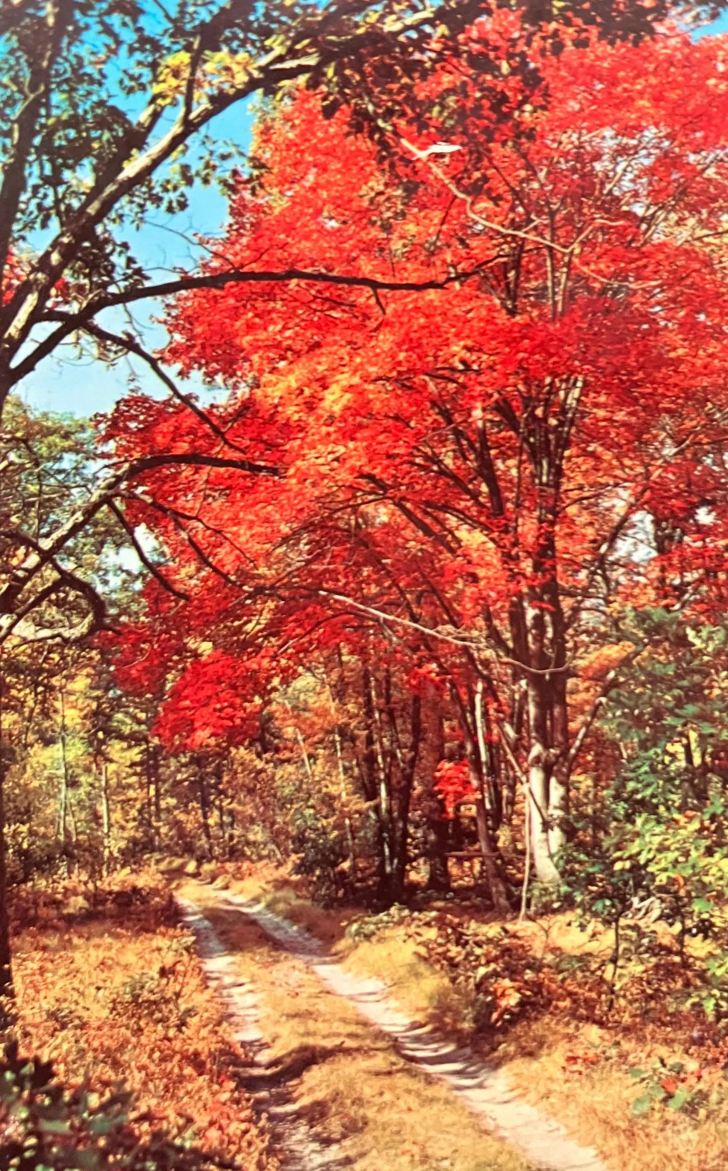 Autumn in Michigan - Photo by Penrod Studio - Vintage Postcard