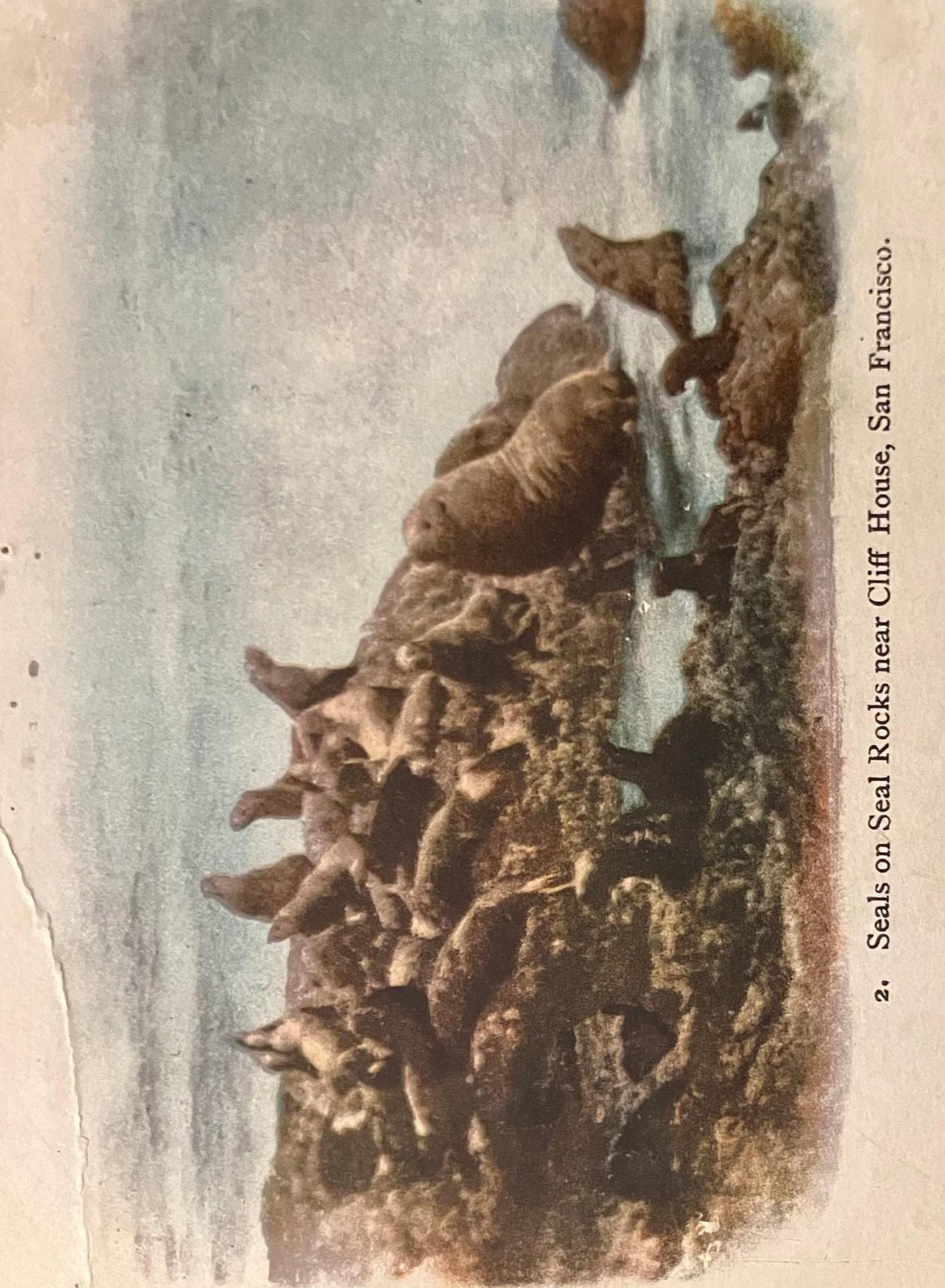 Seal on Seal Rocks near Cliff House- San Francisco, California - Photo: Edward H. Mitchell - Vintage 1903 backside address only Postcard