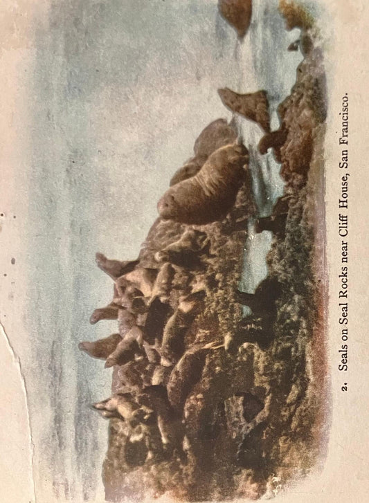 Seal on Seal Rocks near Cliff House- San Francisco, California - Photo: Edward H. Mitchell - Vintage 1903 backside address only Postcard