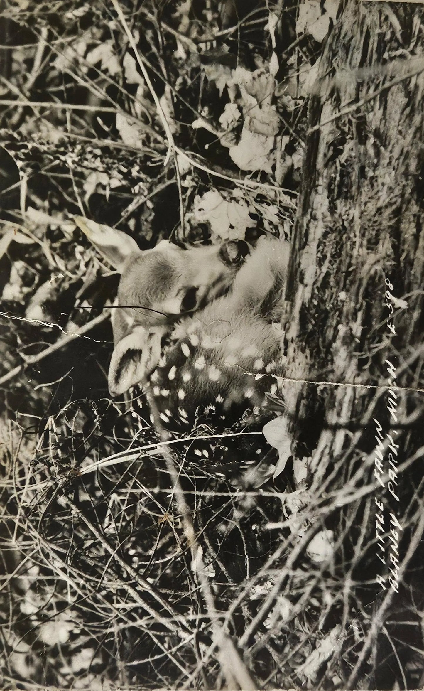 RPPC Little Fawn hiding in Foliage - Manistique, Michigan -Vintage Wildlife Postcard