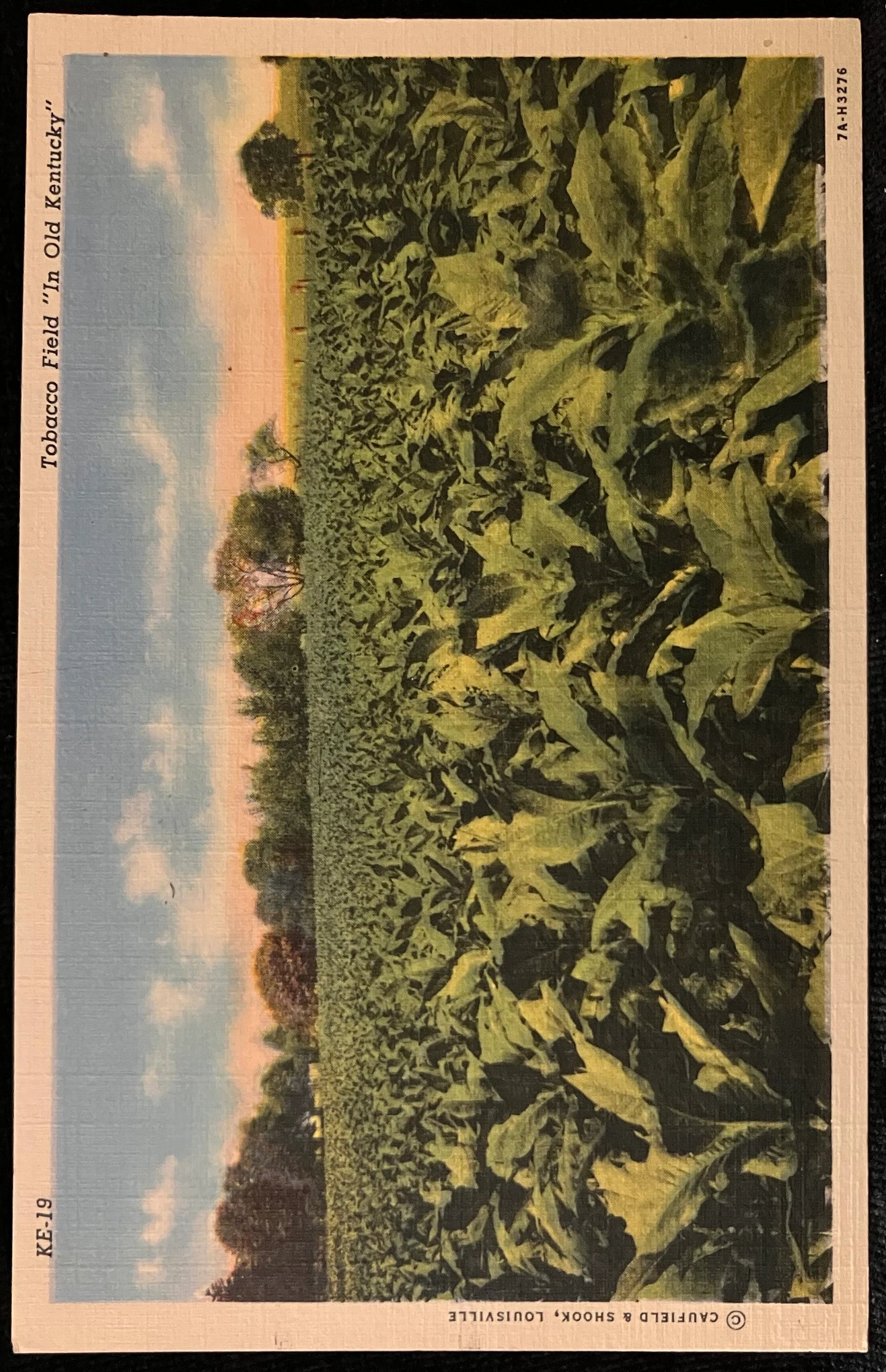 Tobacco Field - "In Old Kentucky" - Caufield & Shook, Louisville - 1940s Linen Postcard