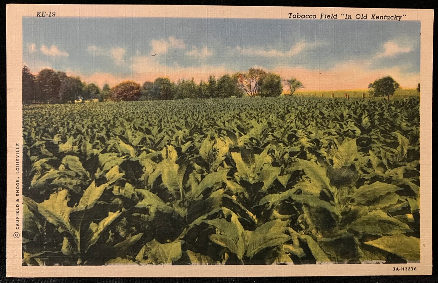 Tobacco Field - "In Old Kentucky" - Caufield & Shook, Louisville - 1940s Linen Postcard