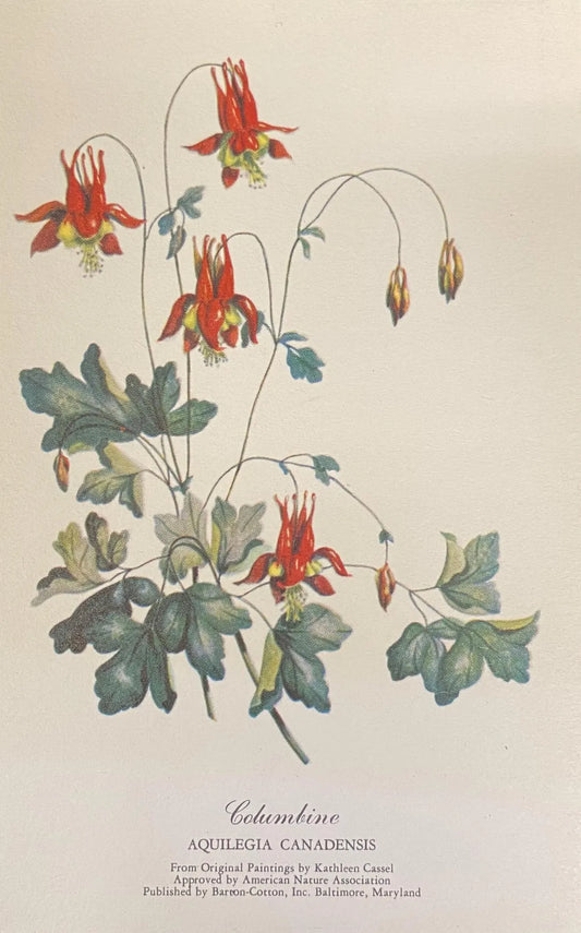 Columbine, Aquilegia Canadensis - Vintage Botanical Art Postcard - Wildflower Art - original painting by Kathleen Cassel