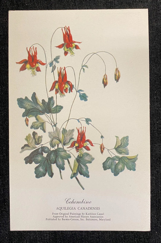 Columbine, Aquilegia Canadensis - Vintage Botanical Art Postcard - Wildflower Art - original painting by Kathleen Cassel