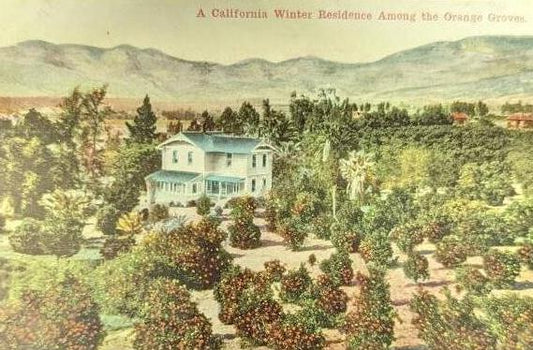 A large House among the Orange Groves, California in 1920 - Vintage California Postcard