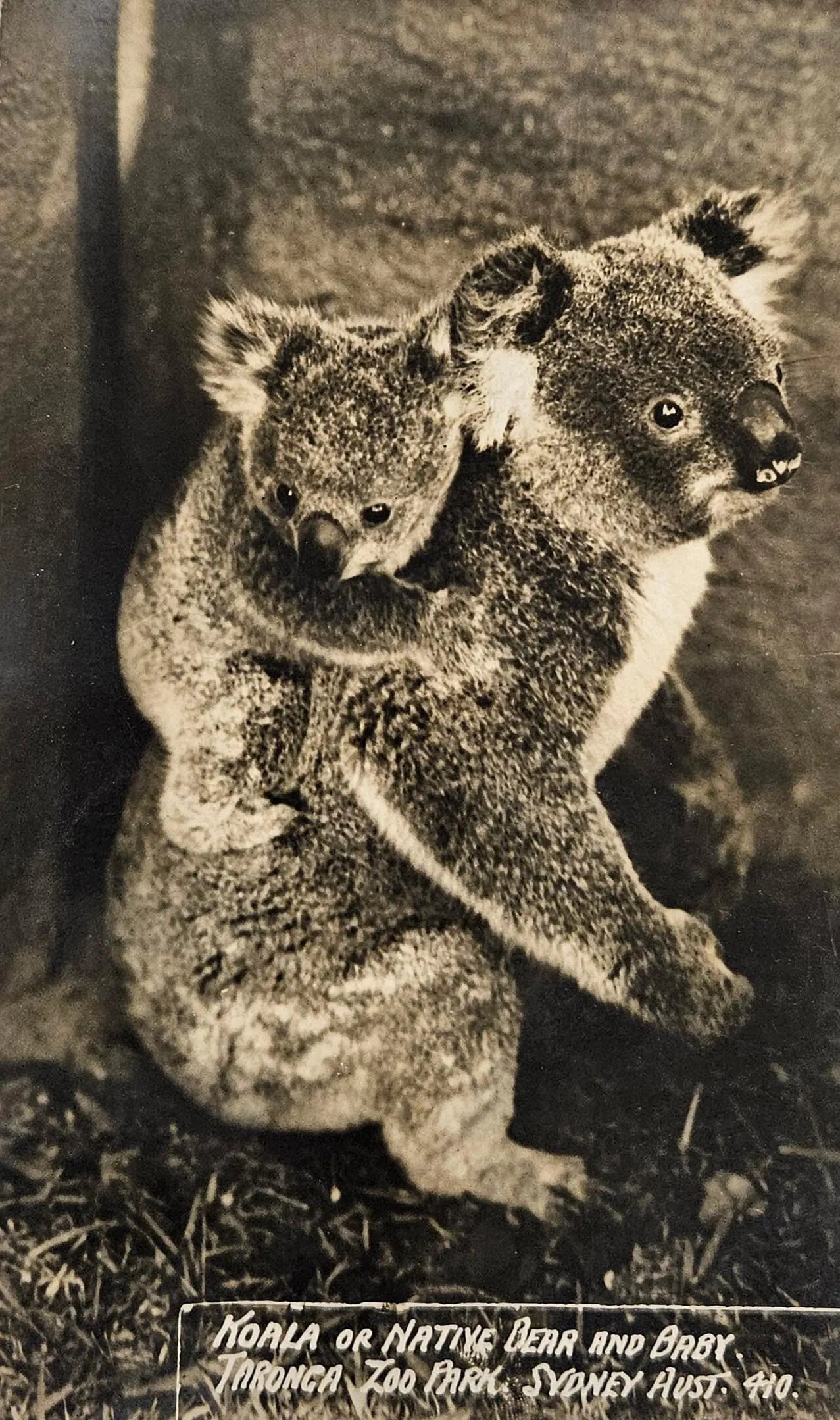 Vintage photo of two koalas hugging each other with a blurred background