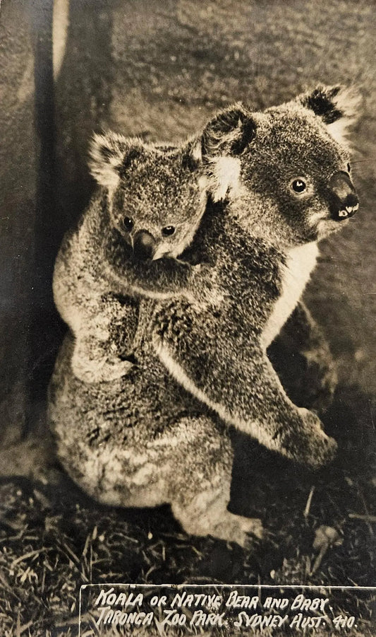 Vintage photo of two koalas hugging each other with a blurred background