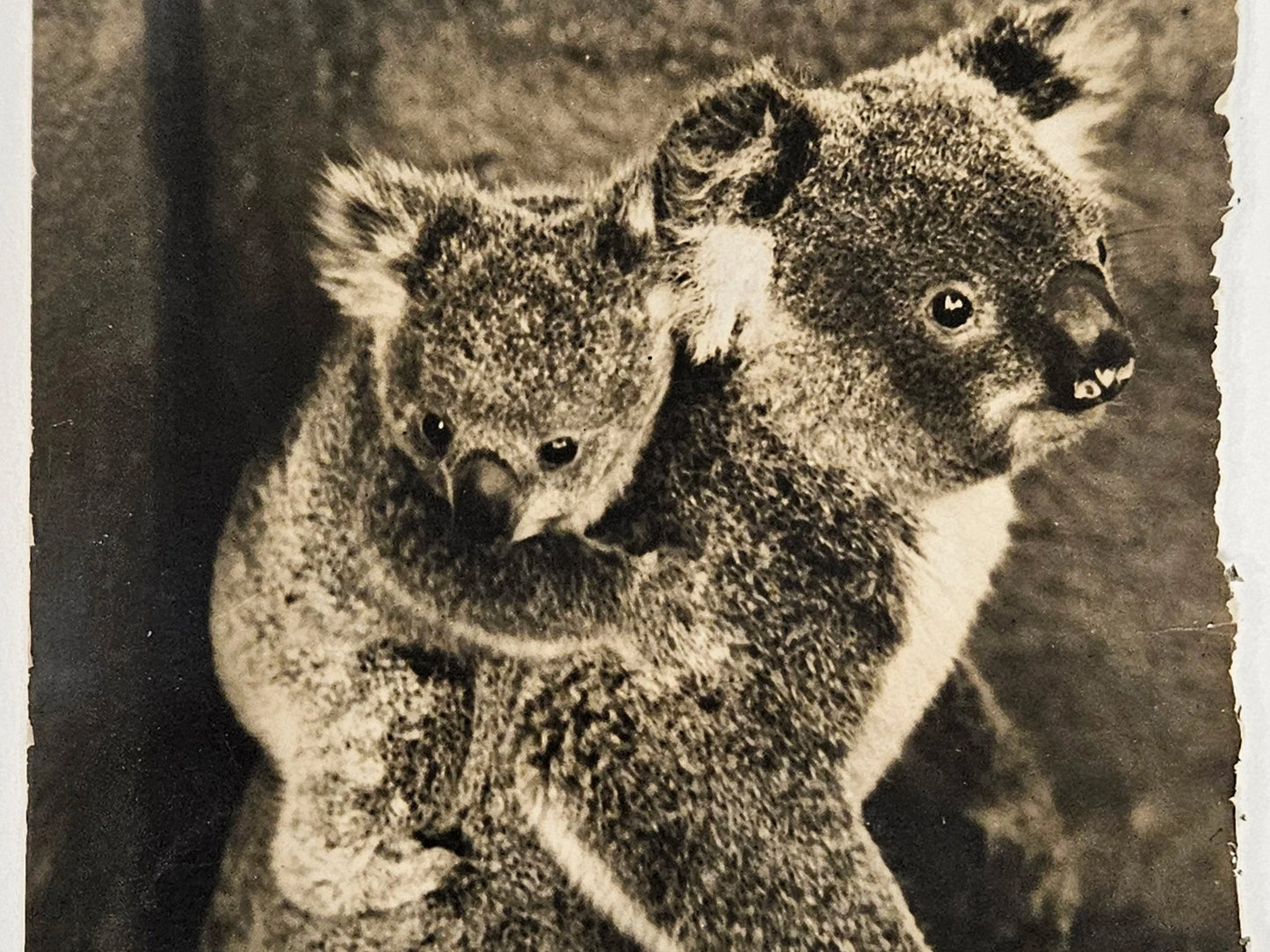 Two koalas standing close to each other in a sepia-toned photograph.