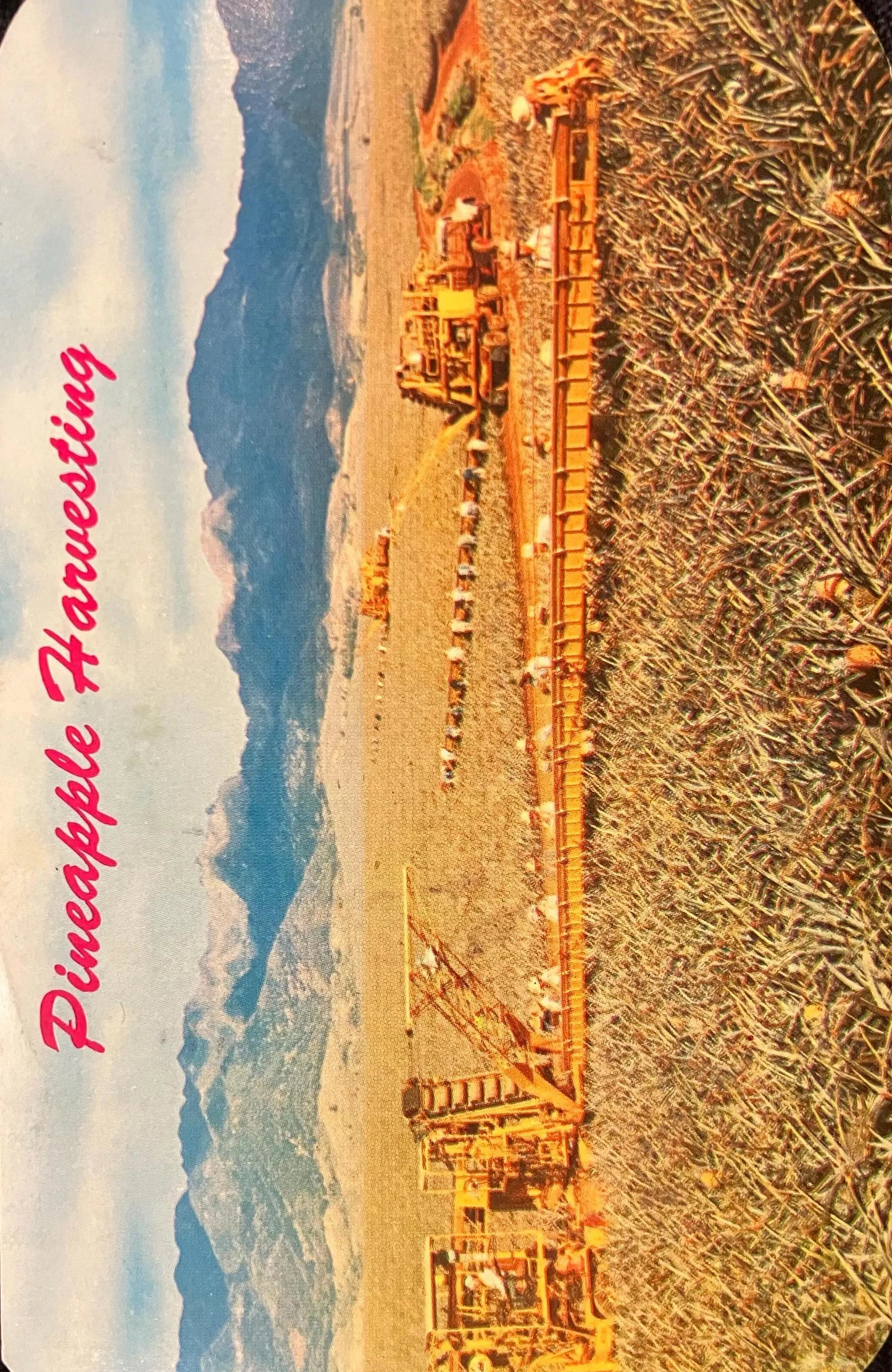 Pineapple Harvesting - Hawaii - Vintage Postcard