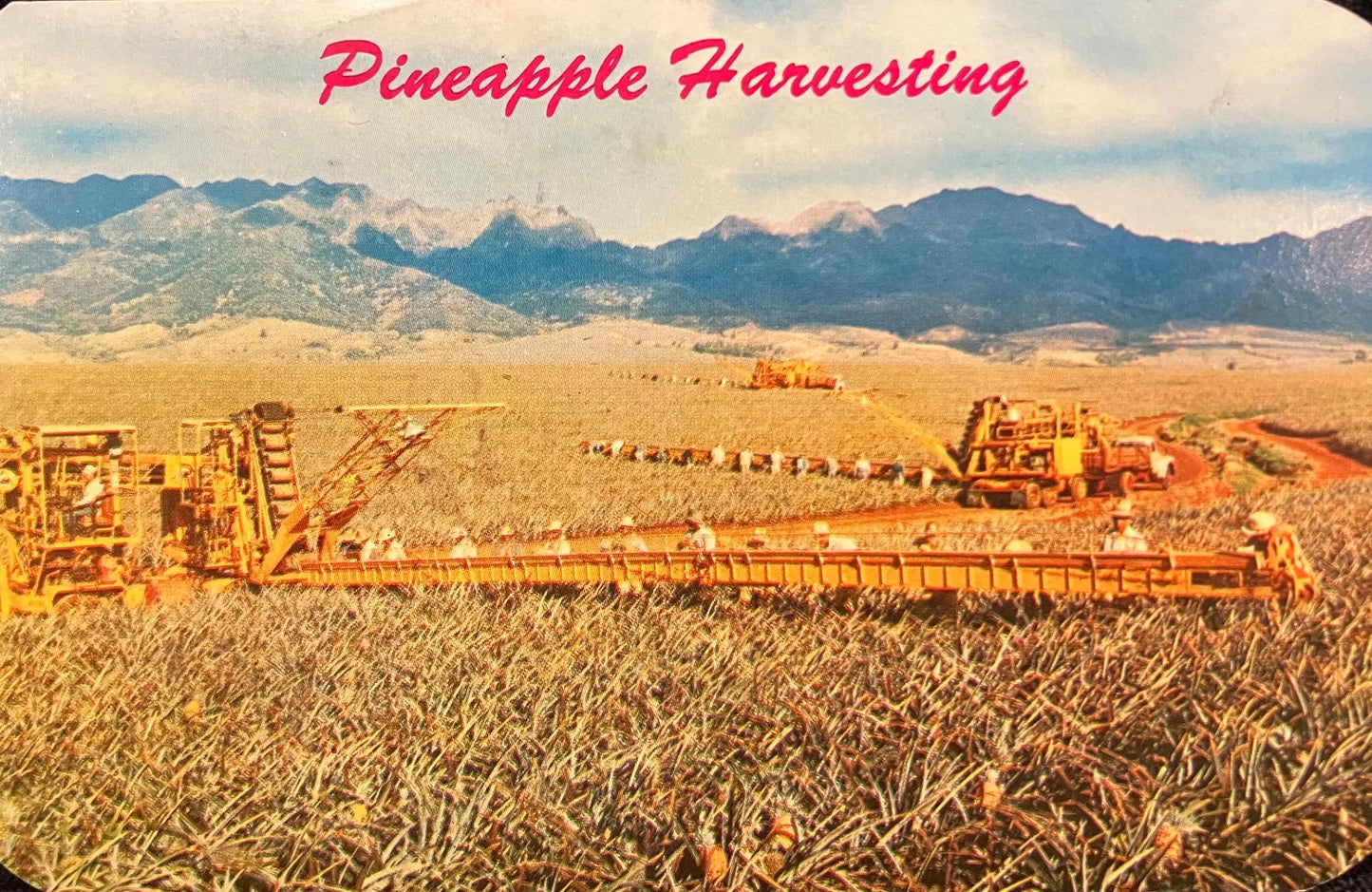 Pineapple Harvesting - Hawaii - Vintage Postcard