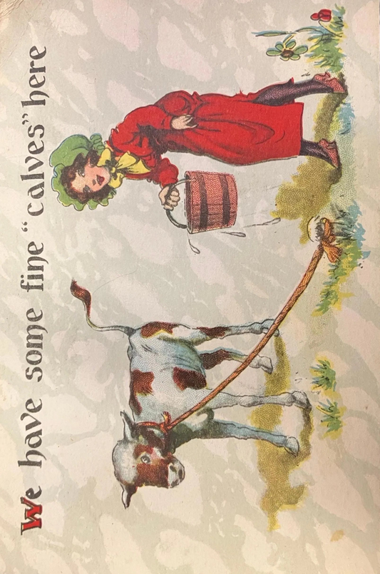 We Have Some Fine ‘Calves’ Here - Made in the USA- Vintage Postcard
