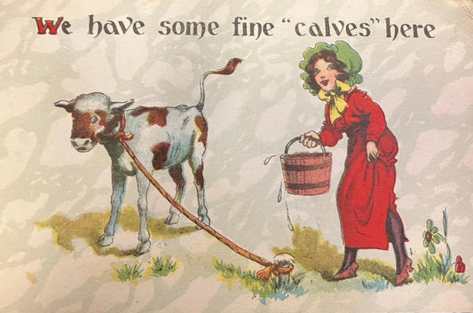 We Have Some Fine ‘Calves’ Here - Made in the USA- Vintage Postcard