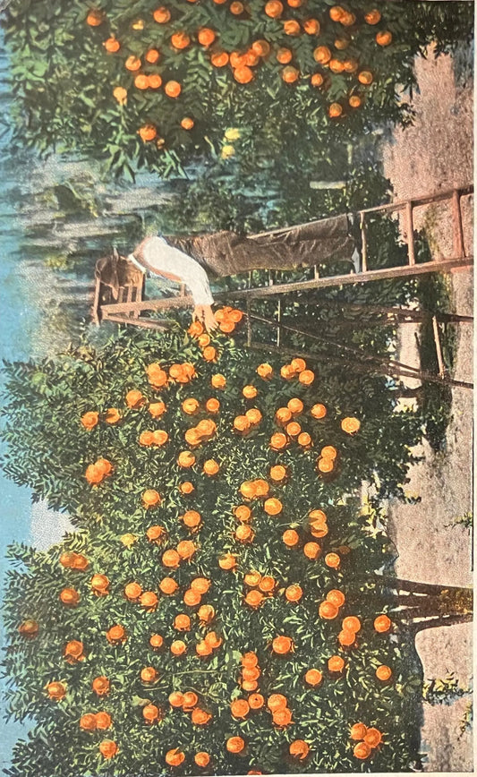 Orange Grove, Florida - Vintage Orchard Postcard