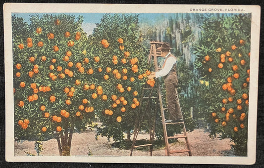 Orange Grove, Florida - Vintage Orchard Postcard