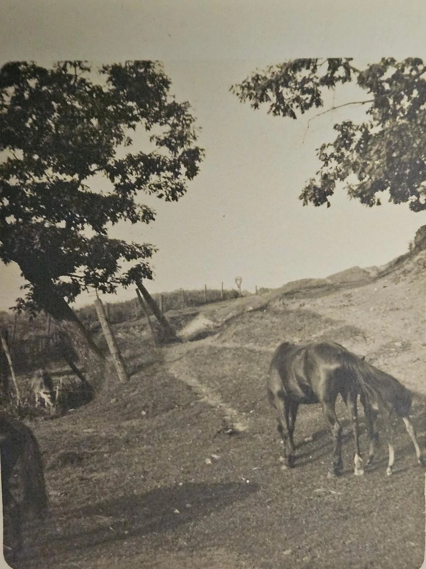 RPPC Mare and colt grasing on hillside, Proud Owner of horses - Vintage Postcard