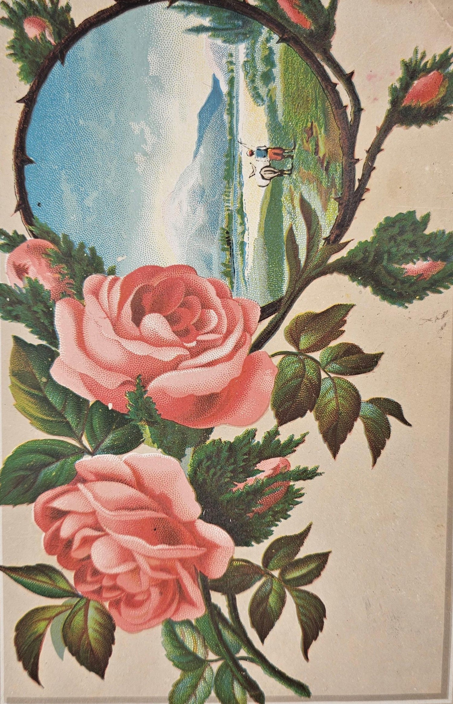 Lion Coffee Advertisement - Woolson Spice Co. Toledo, Ohio - Pink Roses And Mountain Landscape With 