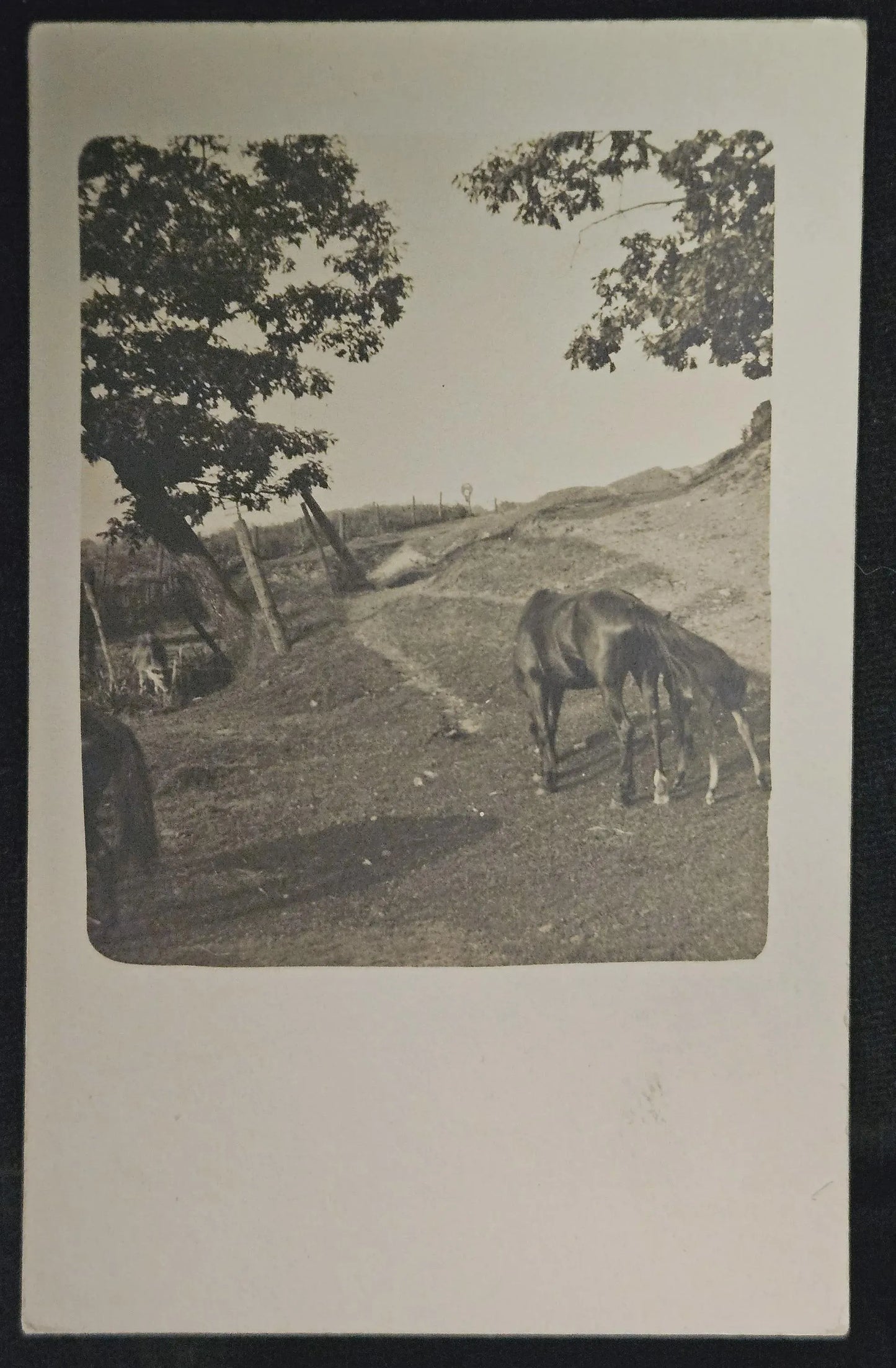RPPC Mare and colt grasing on hillside, Proud Owner of horses - Vintage Postcard