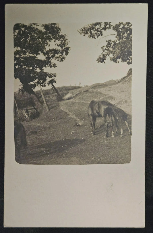 RPPC Mare and colt grasing on hillside, Proud Owner of horses - Vintage Postcard