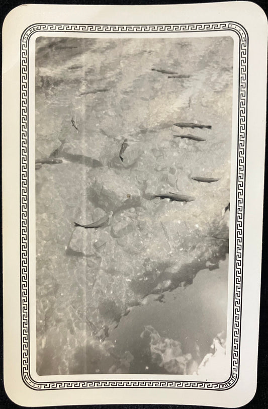 Black and white photo of fish swimming in water, with a decorative border, likely from the 1930s.