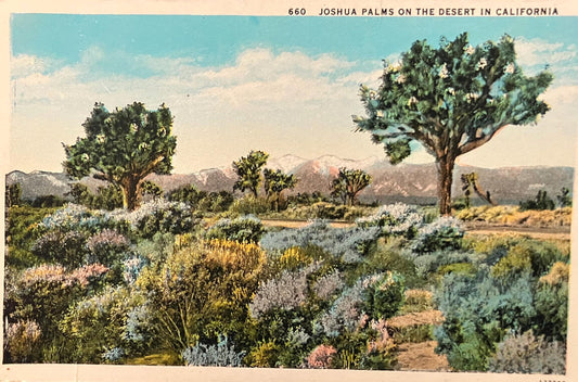 Joshua Palms on the Desert in California - Vintage Desert Postcard - Arid Desert Scene