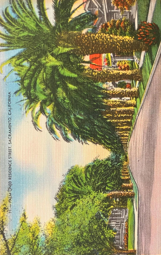 Palm Lined Residence Street, Sacramento, California - Vintage Postcard