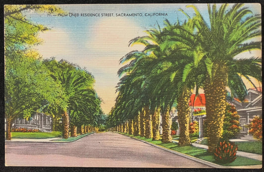 Palm Lined Residence Street, Sacramento, California - Vintage Postcard