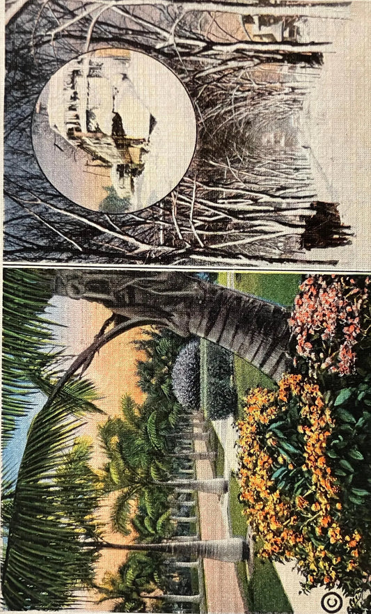 Palms and Flowers in Sunny Florida - While Glistening Snow Blankets the North - Vintage Postcard