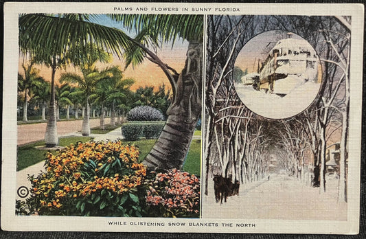 Palms and Flowers in Sunny Florida - While Glistening Snow Blankets the North - Vintage Postcard